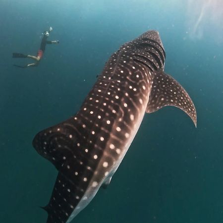 Dhigurah Dhonveli Boutique Hotel Bagian luar foto